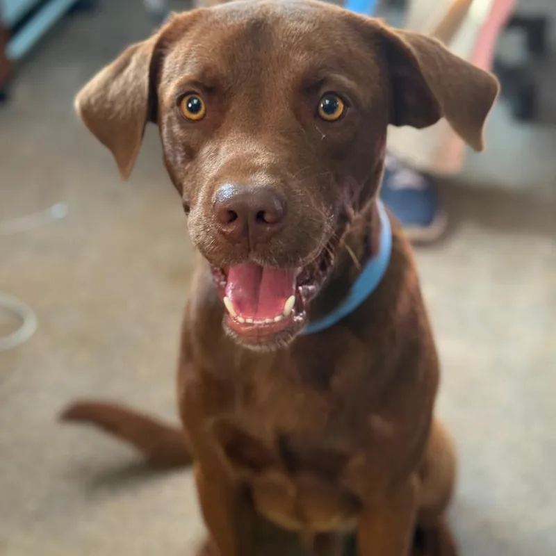 A young medium-sized male Brown / Chocolate Chocolate Labrador Retriever dog named Mud for adoption in Calverton, NY