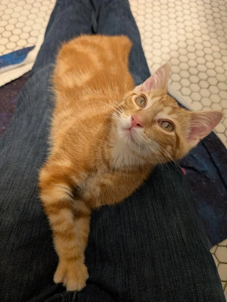 Cheddar Bonded Pair thumbnail 3