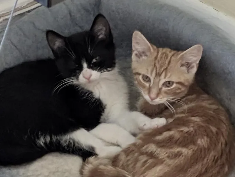 Cheddar Bonded Pair thumbnail 4