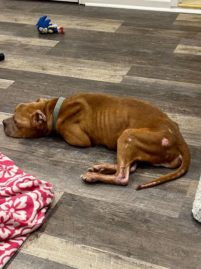 A senior medium-sized male Pit Bull Terrier dog named Russel for adoption in Largo, FL