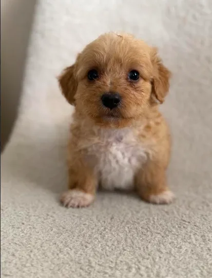 Coco