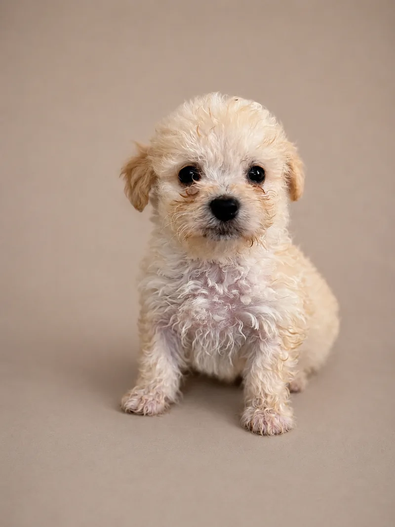 A baby small-sized male brown Maltipoo dog named Louis Vuitton for adoption