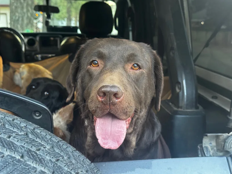 An adult large-sized female Chocolate Labrador Retriever dog named Honey for adoption in Big Bear City, California