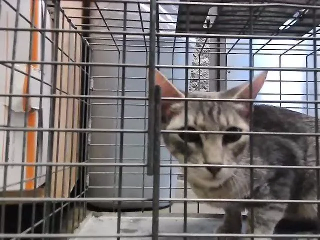 A young medium-sized female Domestic Short Hair cat named Gabby for adoption in Tulsa, OK