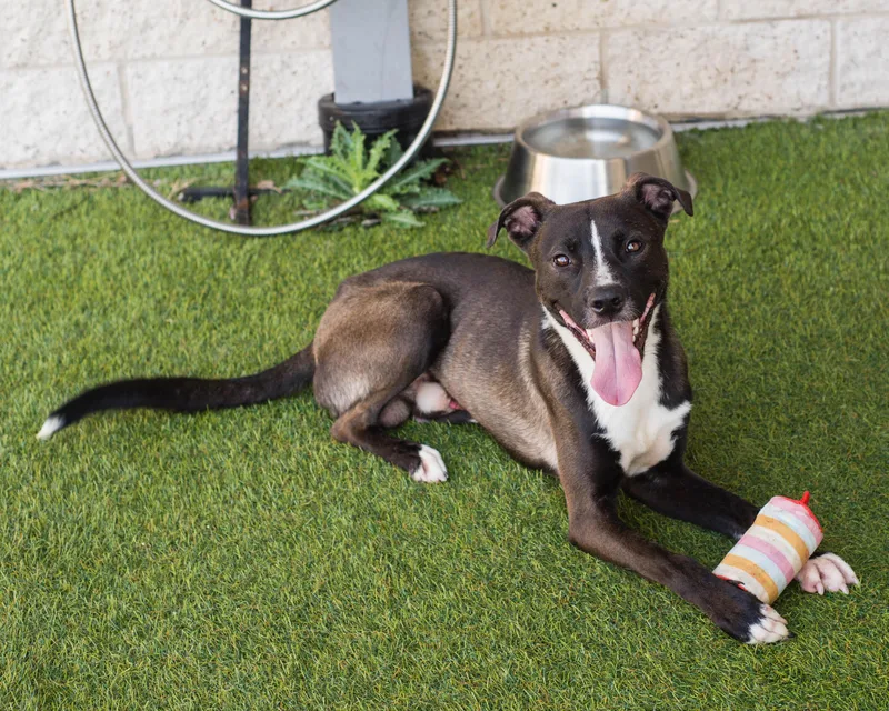 Humphrey thumbnail 2