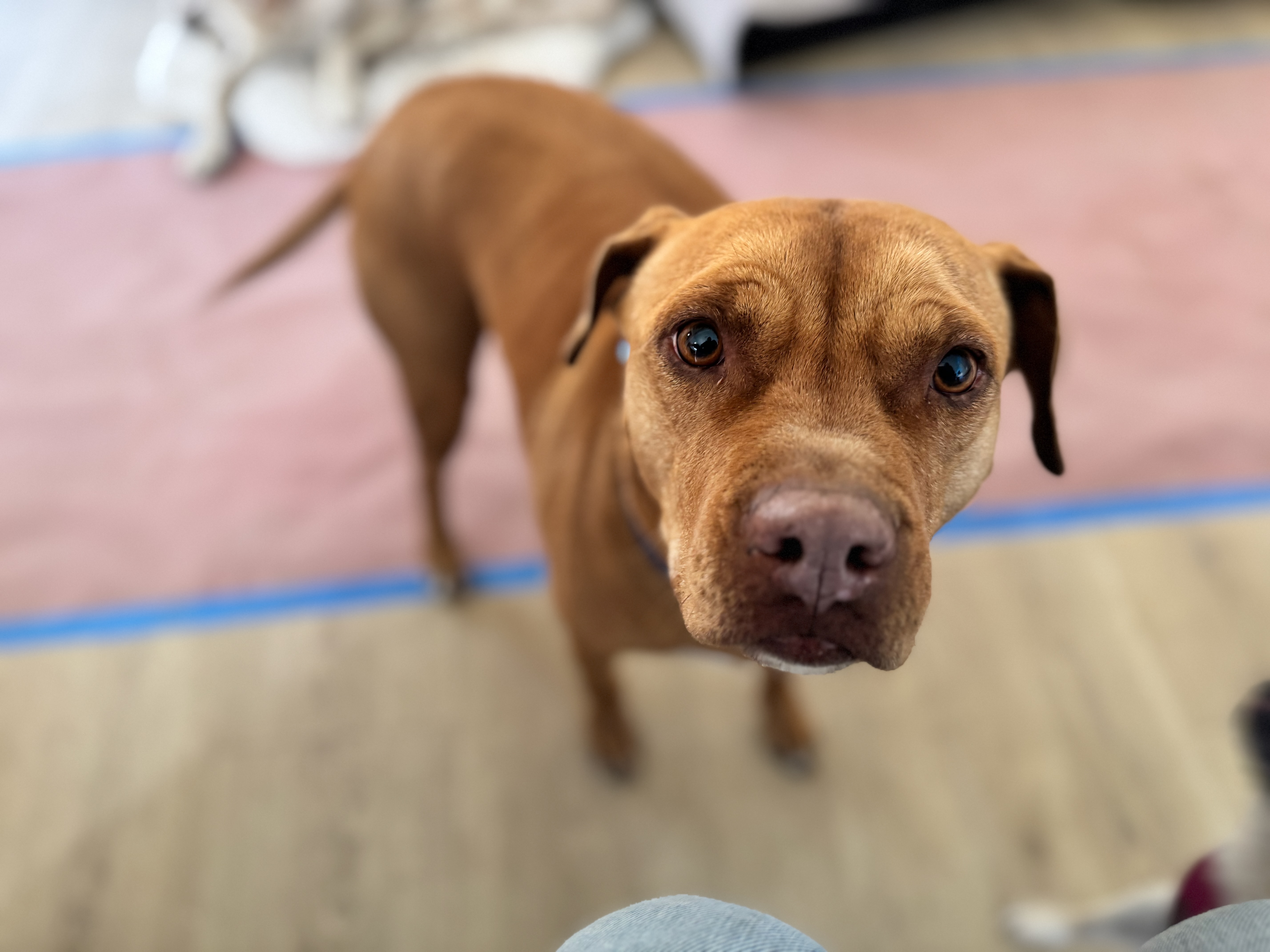 An adult large-sized female red Pit Bull Terrier dog named Lola for adoption