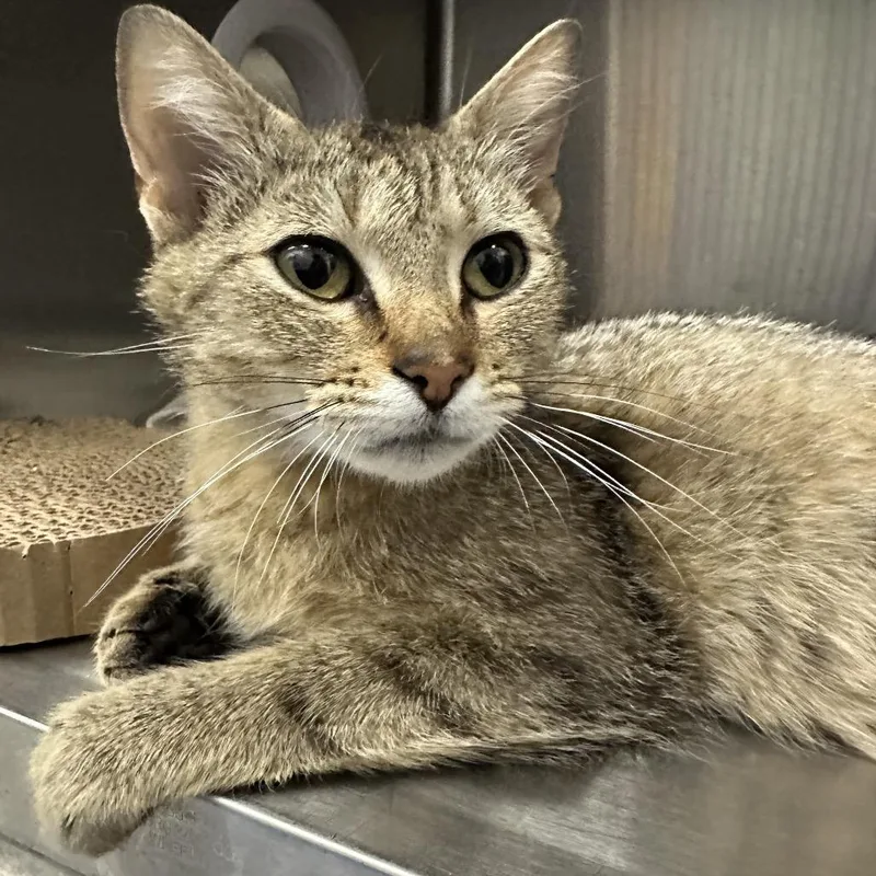 An adult medium-sized female Brown / Chocolate Domestic Short Hair cat named Firefly for adoption in West Olive, MI