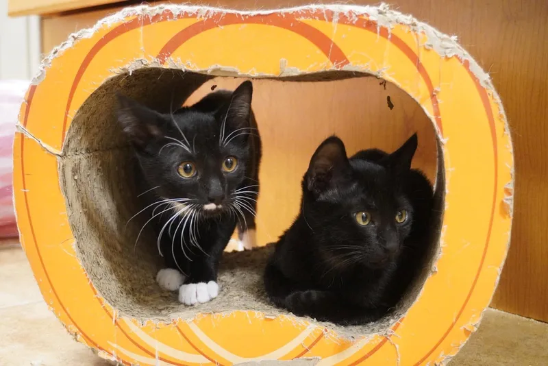 A baby medium-sized male Black Bombay cat named Mischief for adoption in HEMET, CA