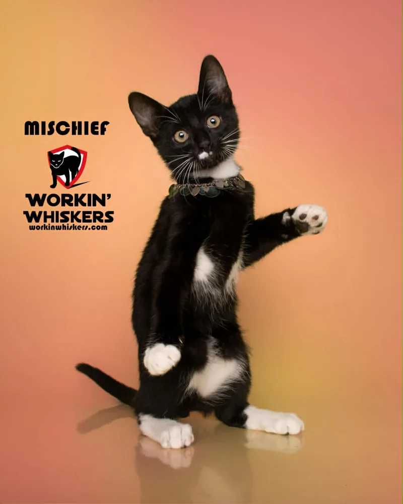 Mischief thumbnail 4