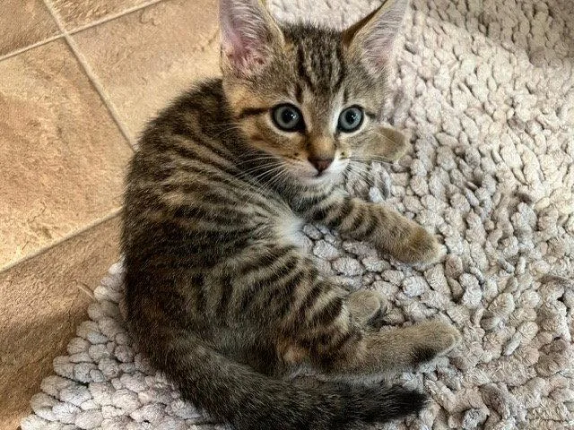 A baby small-sized male Domestic Short Hair cat named Tyler for adoption in Lovingston, VA