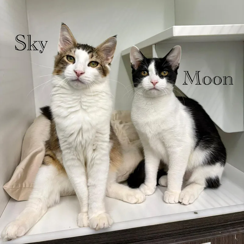 A young medium-sized male Domestic Short Hair cat named Sky for adoption in Spring Lake, NJ