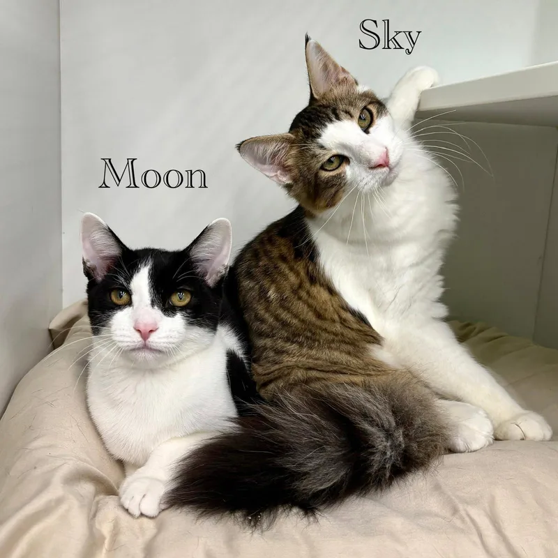 Sky thumbnail 2
