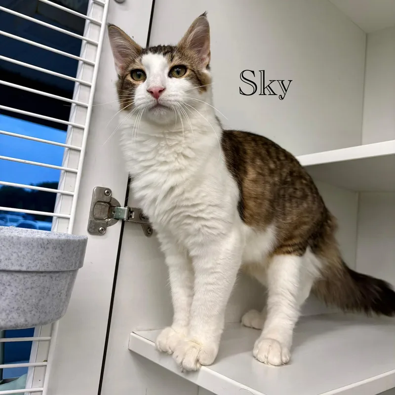 Sky thumbnail 3