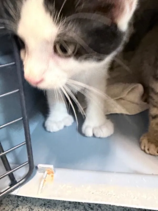 A young medium-sized male Black Domestic Short Hair cat named Scrumpsh for adoption in Fort Collins, CO