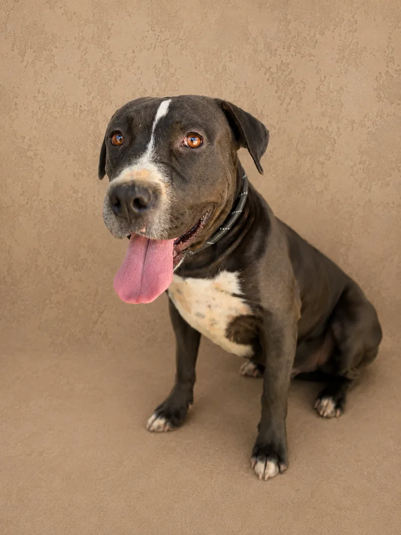 A young large-sized female Black and whiye American Bully dog named Jiyan for adoption