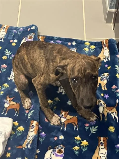 A baby small-sized female Pit Bull Terrier dog named Angela for adoption in Corpus Christi, TX
