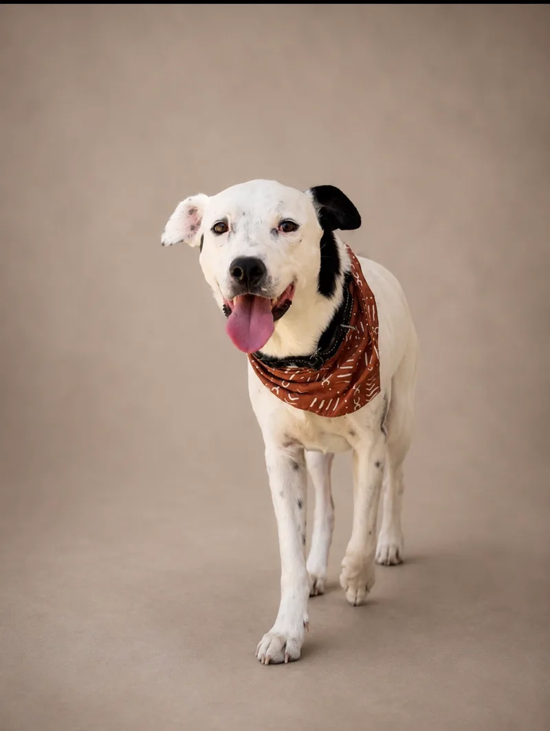 A young large-sized male White and black Pit Bull Terrier dog named Pongo for adoption