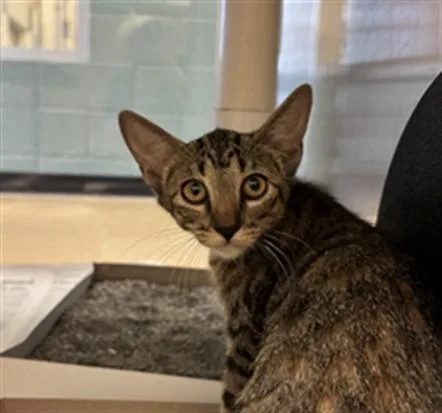 A baby medium-sized male Domestic Short Hair cat named Memphis A for adoption in Plano, TX