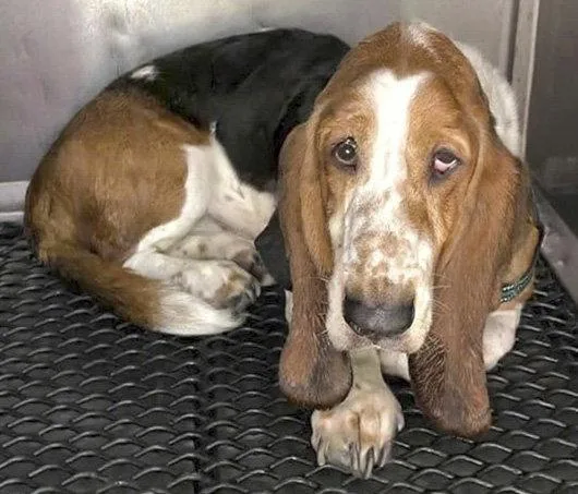 A young medium-sized male Basset Hound dog named Brownie for adoption in Mays Landing, NJ
