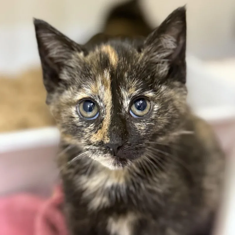A baby small-sized female Tortoiseshell Domestic Medium Hair cat named Tinsel for adoption in Ridgely, MD