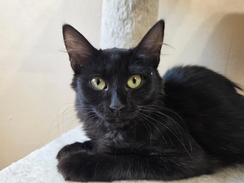 Nova
