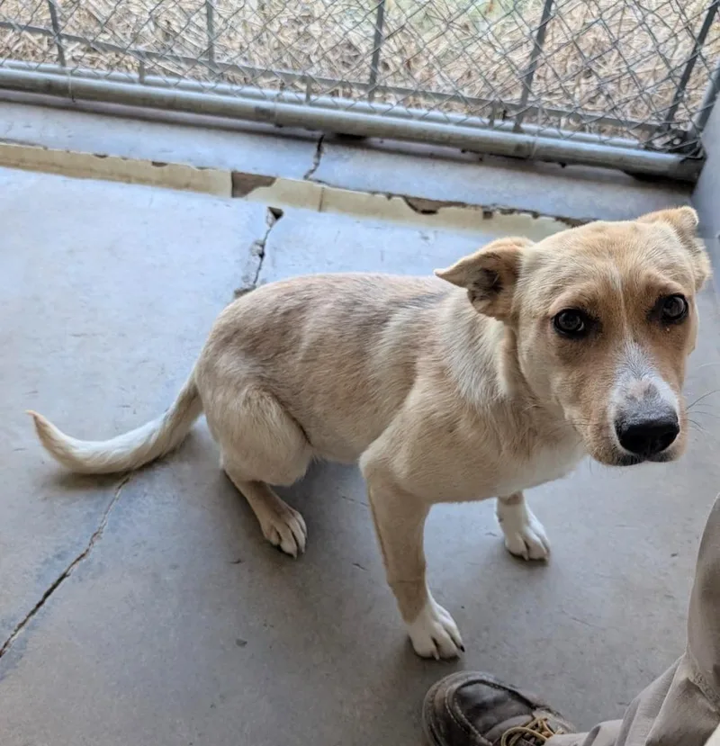 A baby medium-sized female Mixed Breed dog named Doc for adoption in Havre, MT