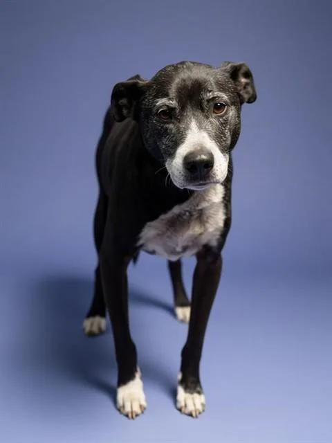 An adult medium-sized male Mixed Breed dog named Pizza Roll for adoption in Jacksonville, FL