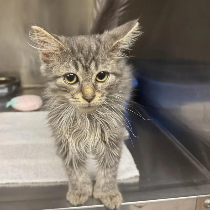A baby medium-sized male Tabby (Buff / Tan / Fawn) Domestic Long Hair cat named Simba for adoption in Ulster, PA