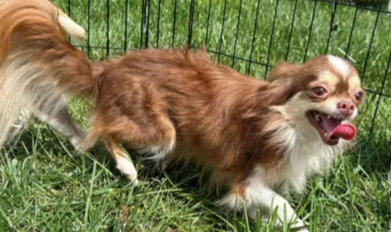 An adult small-sized female Chihuahua dog named Reba for adoption in Lincoln University, PA