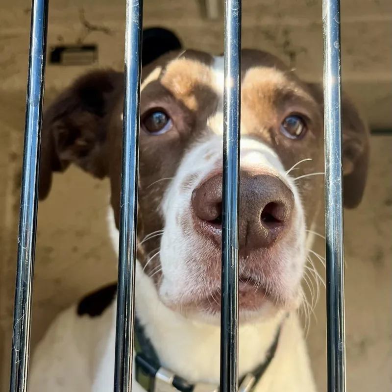 An adult medium-sized male Brown / Chocolate Pit Bull Terrier dog named Waldo for adoption in Henderson, NV