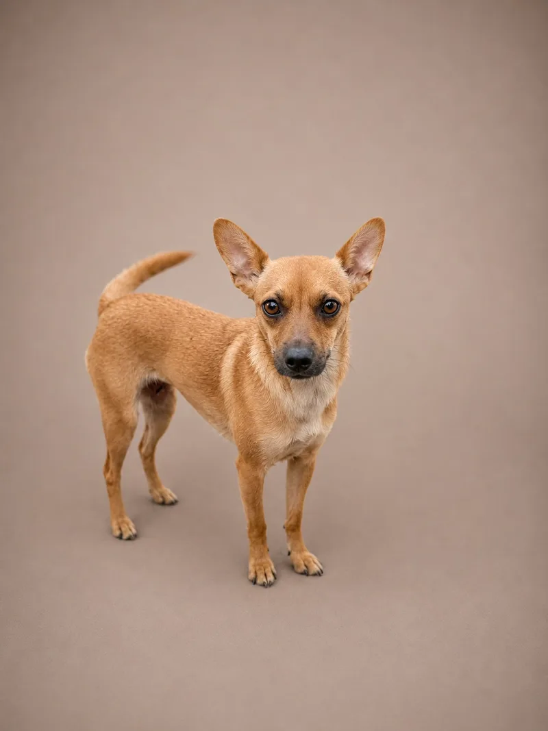 A young small-sized female Chihuahua dog named Sami for adoption