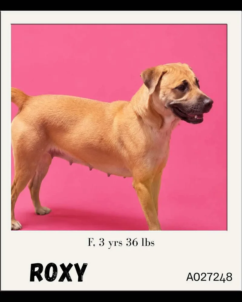 An adult medium-sized female Mixed Breed dog named Roxy for adoption