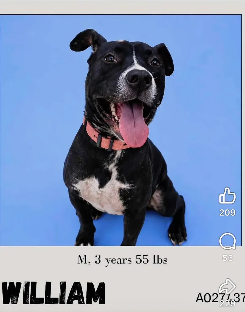 An adult large-sized male Pit Bull Terrier dog named William for adoption