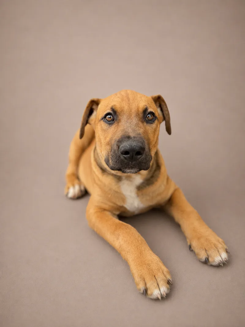 A baby medium-sized male Brown American Bully dog named Juno for adoption