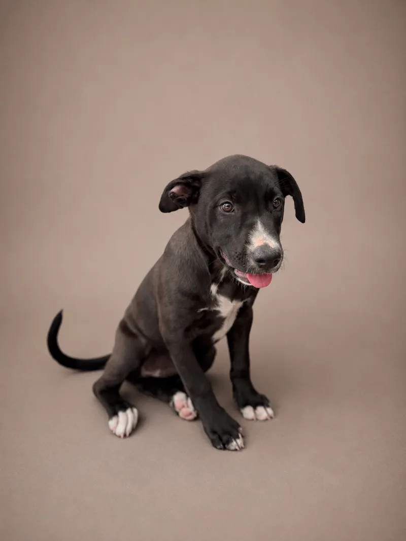 A baby medium-sized female Black American Bully dog named Jane for adoption