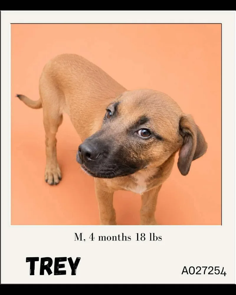 A baby small-sized male American Bulldog dog named Trey for adoption