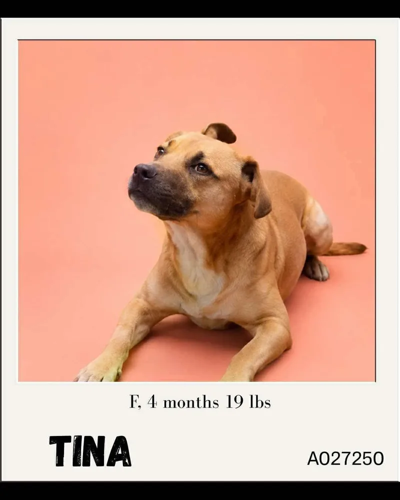 A baby small-sized female Mixed Breed dog named Tina for adoption