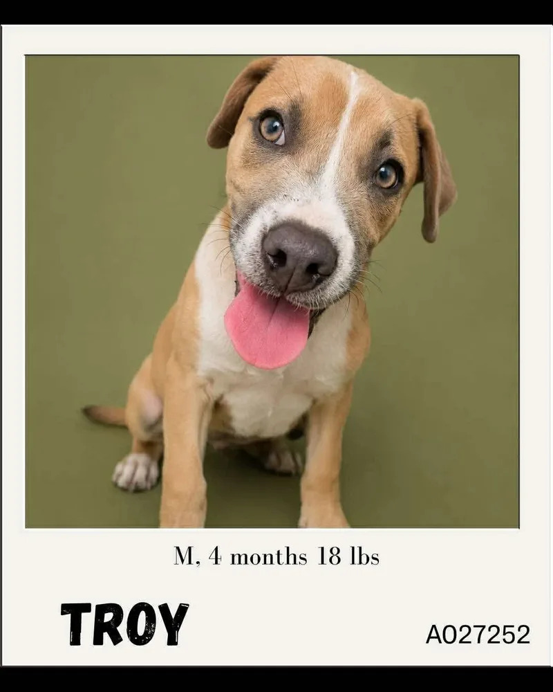 A baby small-sized male Mixed Breed dog named Toby for adoption