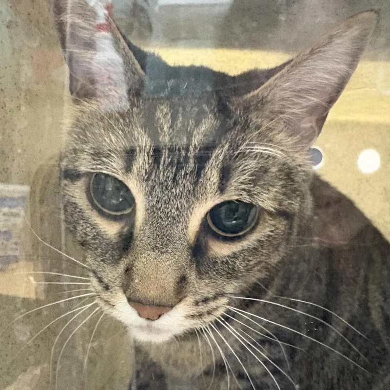 An adult medium-sized male Brown / Chocolate Domestic Short Hair cat named Tigger for adoption in Tacoma, WA