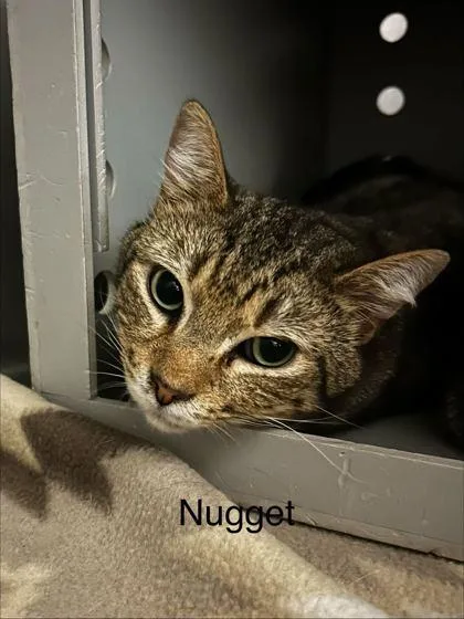 An adult small-sized male Domestic Short Hair cat named Nugget for adoption in Spruce Pine, NC