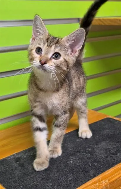A baby small-sized female Domestic Short Hair cat named Dana Scully for adoption in Saint Peters, MO
