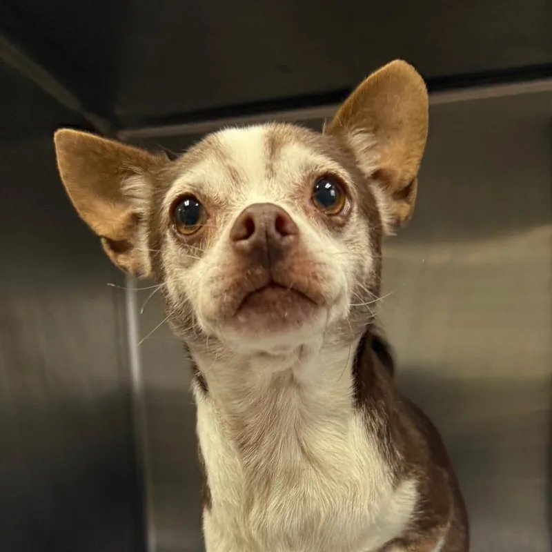 A senior small-sized female Brown / Chocolate Chihuahua dog named Libby for adoption in Jacksonville, AR
