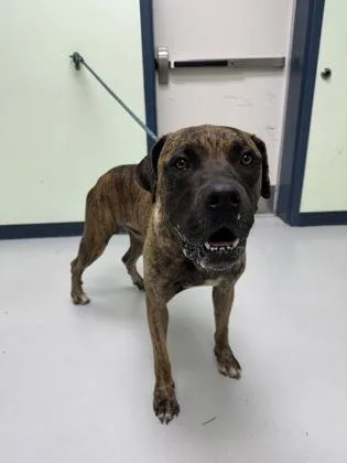 An adult extra large-sized male Mastiff dog named Sarge for adoption in Savannah, GA
