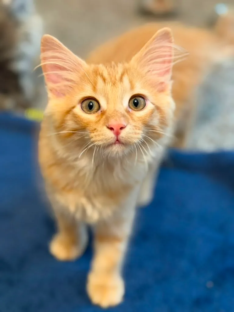 A baby small-sized male Orange Domestic Long Hair cat named Fitzgerald for adoption