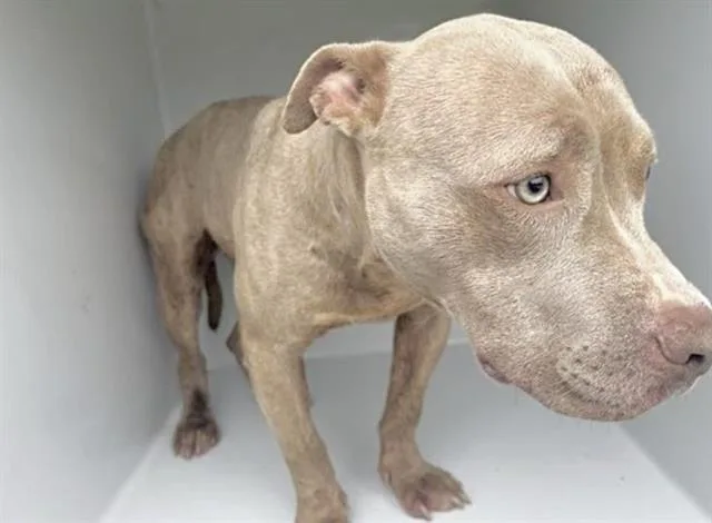 A young medium-sized male Staffordshire Bull Terrier dog named Tito for adoption in Houston, TX