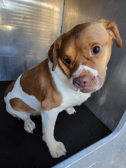 A young large-sized male American Staffordshire Terrier dog named Wally for adoption in San Antonio, TX