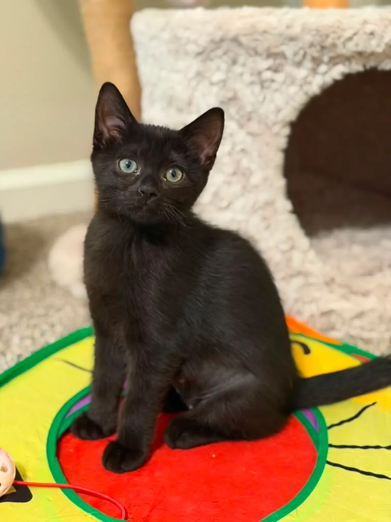 A baby small-sized female black Domestic Short Hair cat named Francesca for adoption