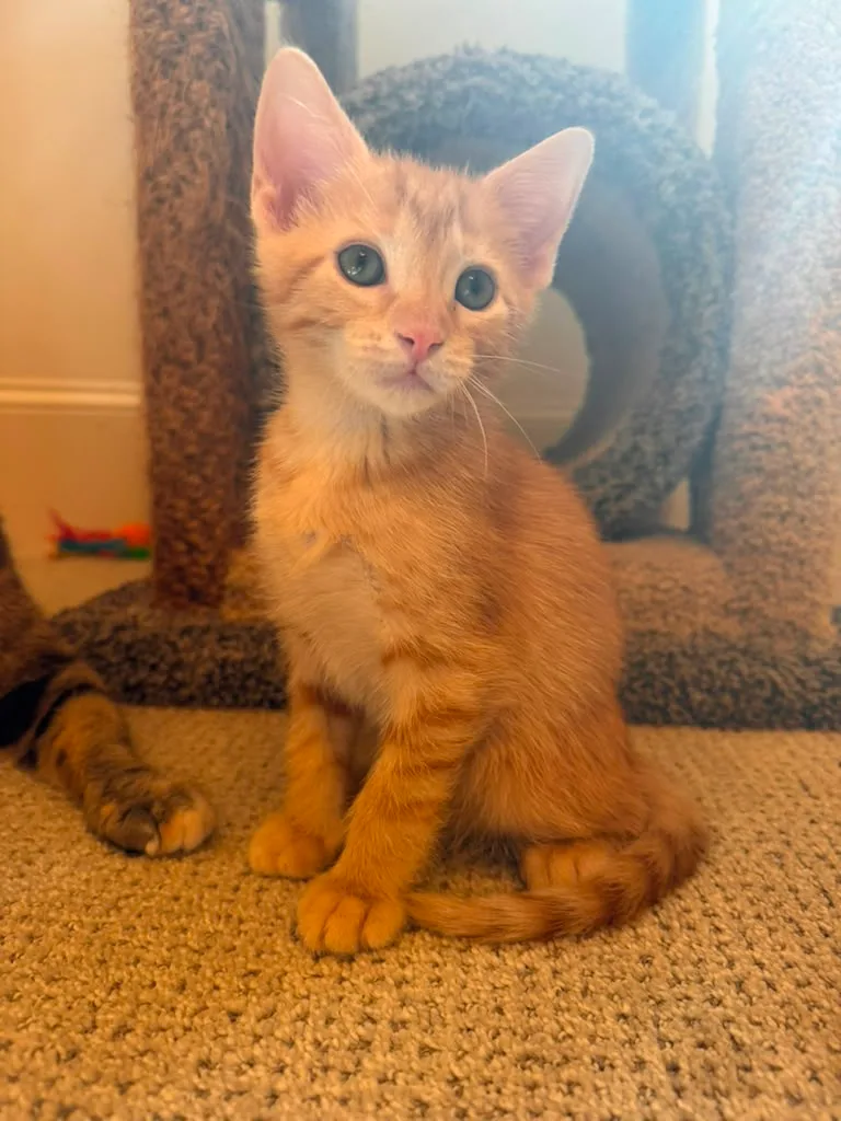 Ferdinand (bonded with Fancy) thumbnail 3