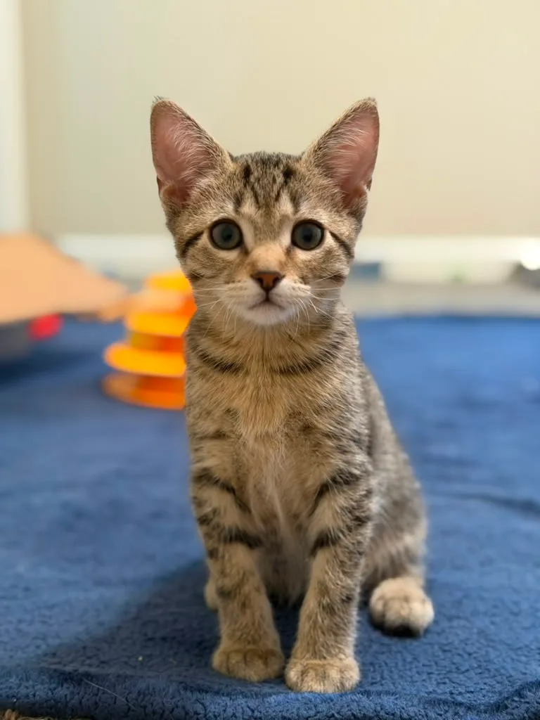 Felix thumbnail 2