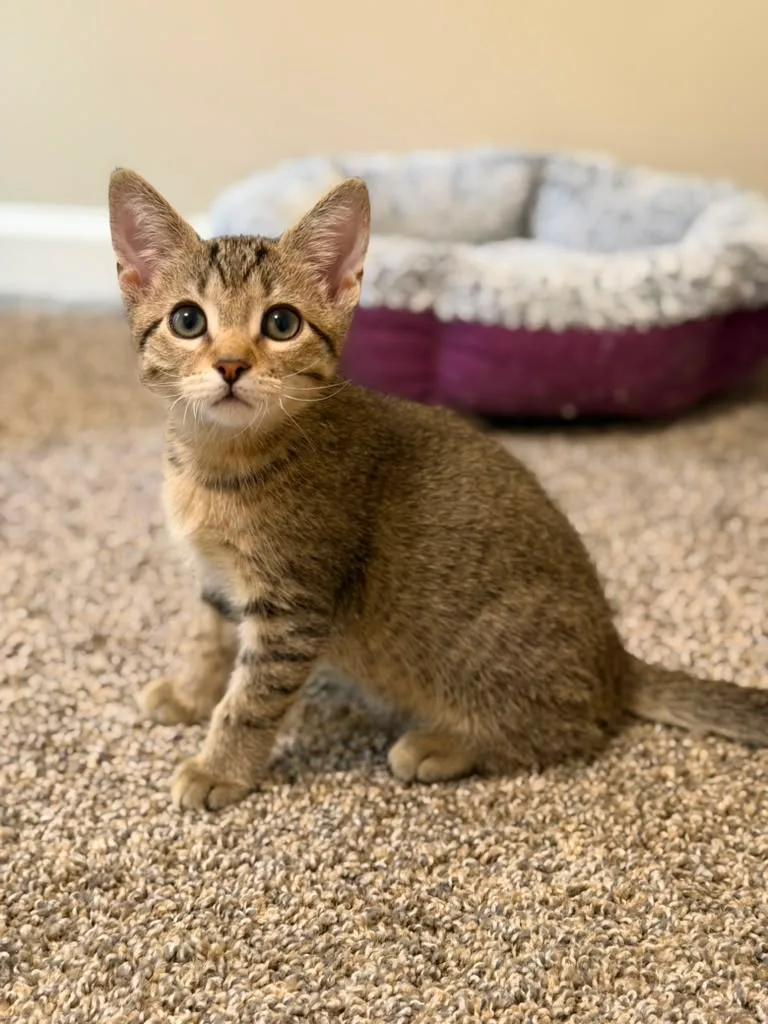 A baby small-sized male brown Domestic Short Hair cat named Felix for adoption